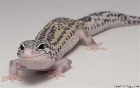 female leopard geckos for sale.